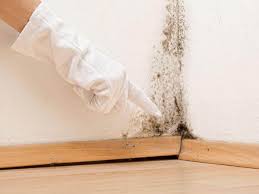 Professional Mold Inspection in Isla Vista, CA